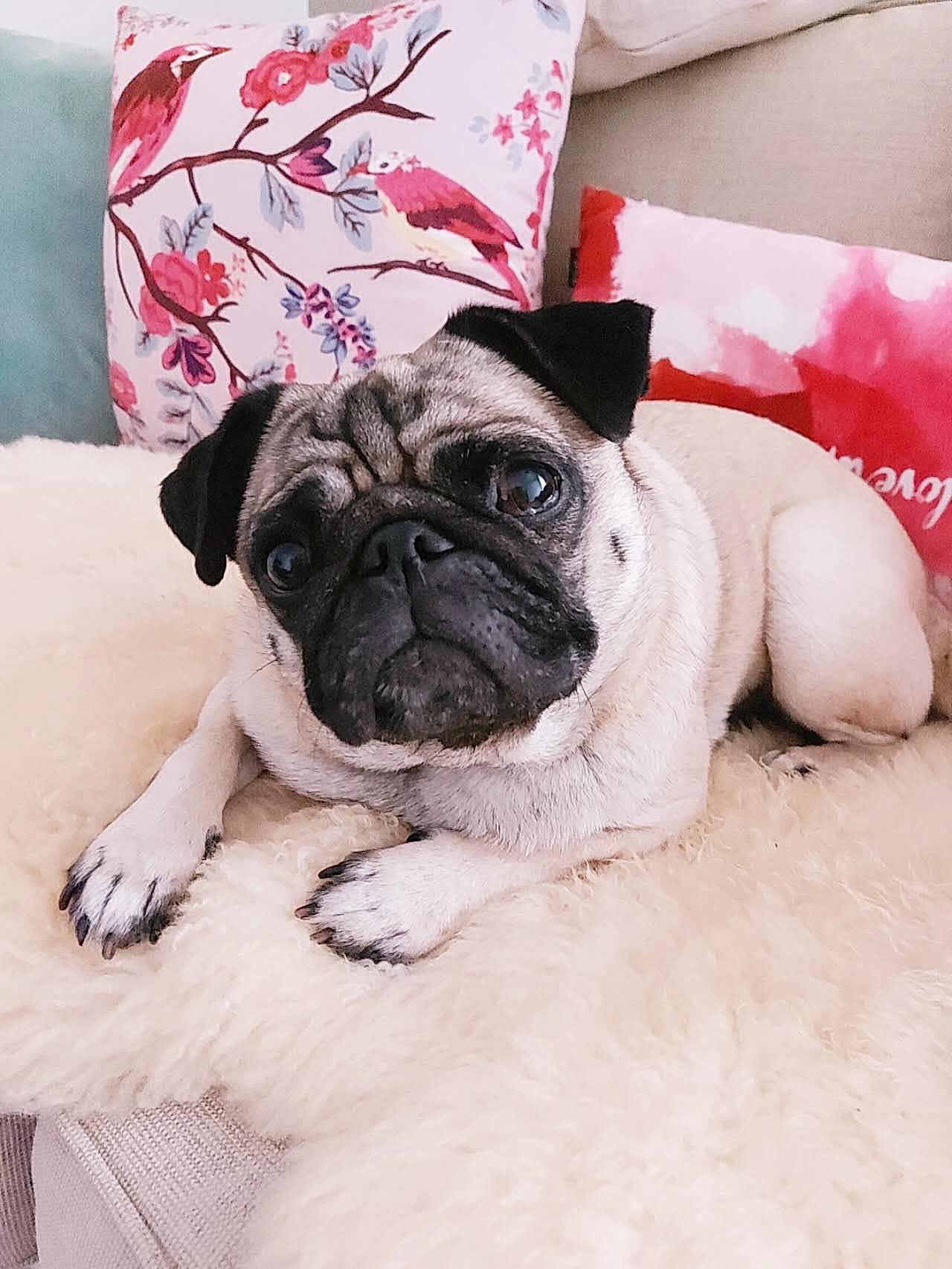 Decorating Around Dog